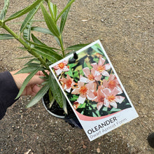 Load image into Gallery viewer, Nerium oleander Dwarf Apricot
