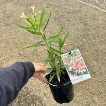 Load image into Gallery viewer, Nerium oleander Dwarf Apricot
