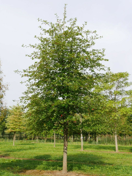 Nyssa sylvatica