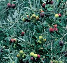 Load image into Gallery viewer, Olea europaea Athena&#39;s Choice Olive
