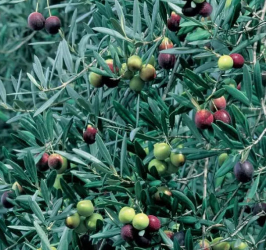 Olea europaea Athena's Choice Olive