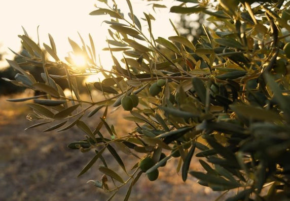 Olea europaea Athena's Choice Olive