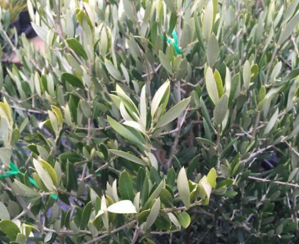 Bambalina Dwarf Olive