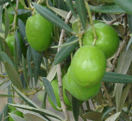 Olea europea Californian Queen UC13A6  {Olive}