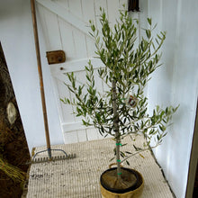 Load image into Gallery viewer, Jumbo Kalamata Olive
