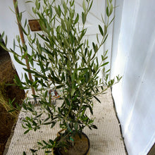 Load image into Gallery viewer, Jumbo Kalamata Olive
