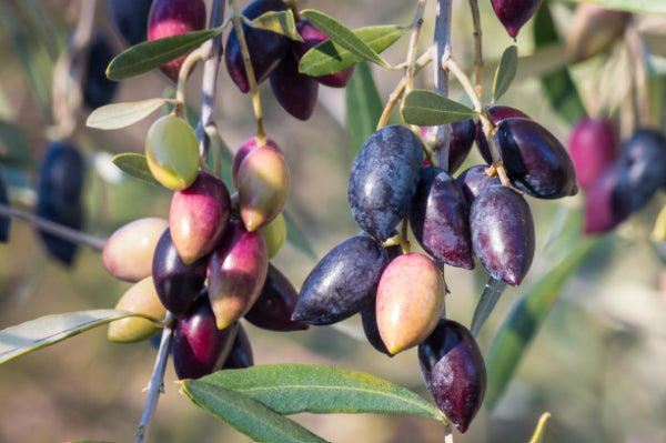 Olea europaea Jumbo Kalamata Olive