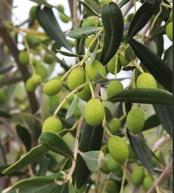 Olea europea Kalamata  {Olive}