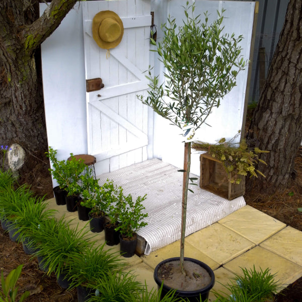 Olea europea Manzanillo  {Olive}