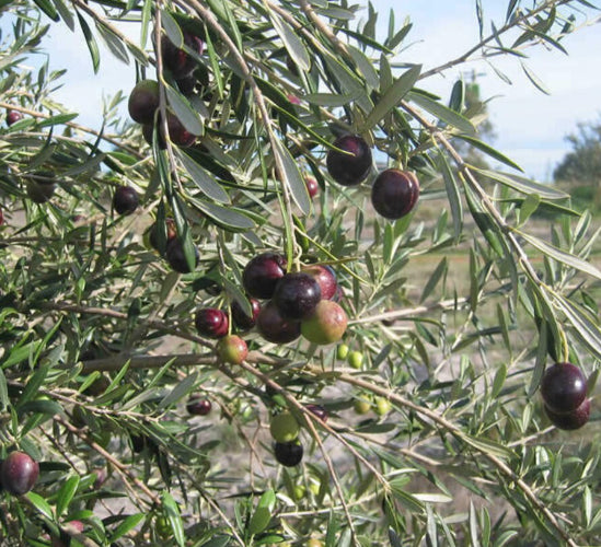 Olea europea Mission  {Olive}