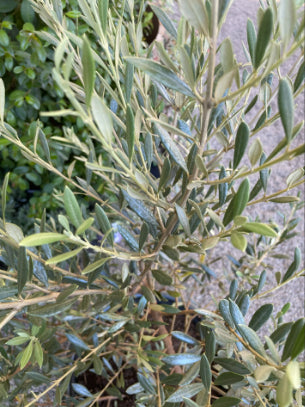 Olea europaea Piccolo Olive