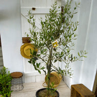 Spanish Queen Olive
