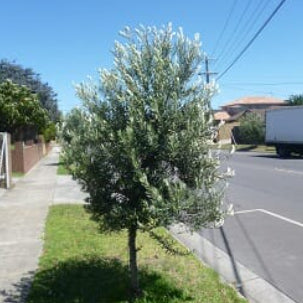 Olea europea Tolleys Upright Olive