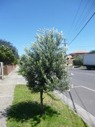 Olea europea Tolleys Upright Olive