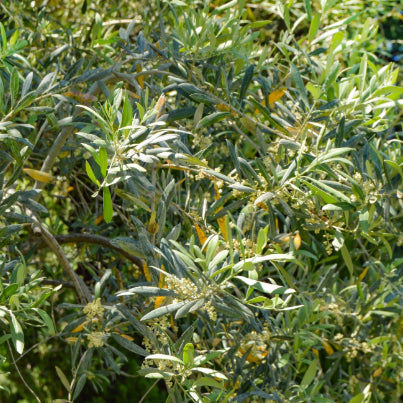 Olea europea Tolleys Upright Olive