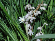 Ophiopogon japonicus