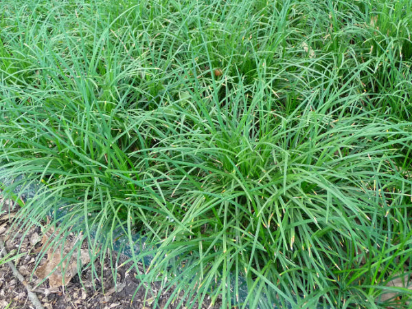 Ophiopogon japonicus