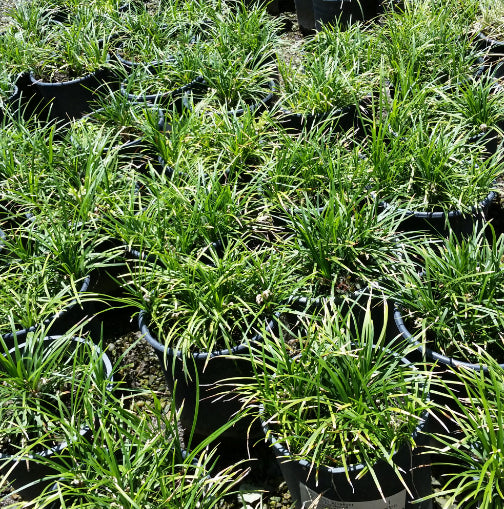 Ophiopogon japonicus Nana