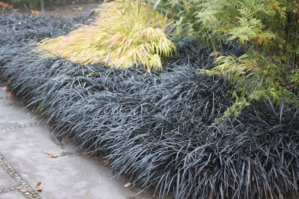 Ophiopogon planiscapus Nigrescens