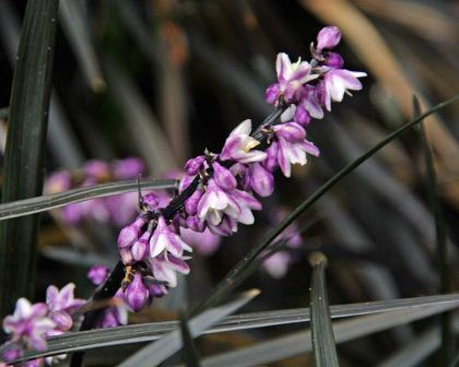 Ophiopogon planiscapus Nigrescens