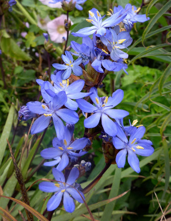 Orthrosanthus multiflorus Blue Hue