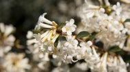 Osmanthus Heaven Scent