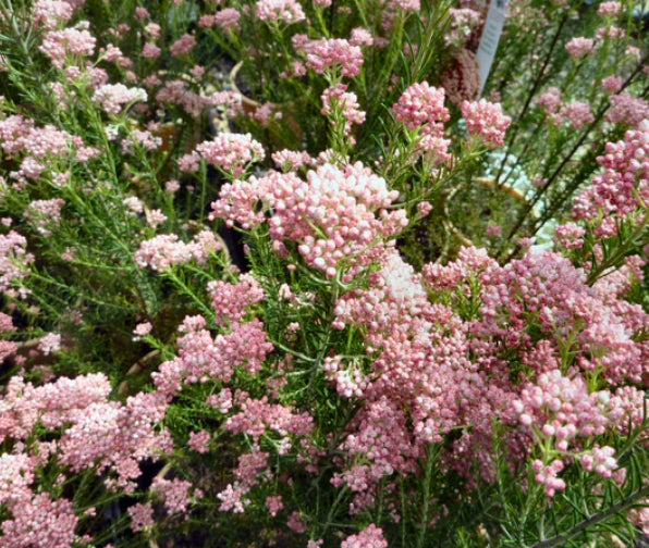 Ozothamnus Red Gingham