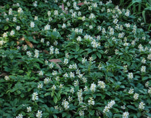 Load image into Gallery viewer, Pachysandra terminalis
