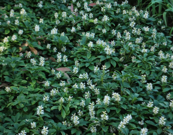 Pachysandra terminalis