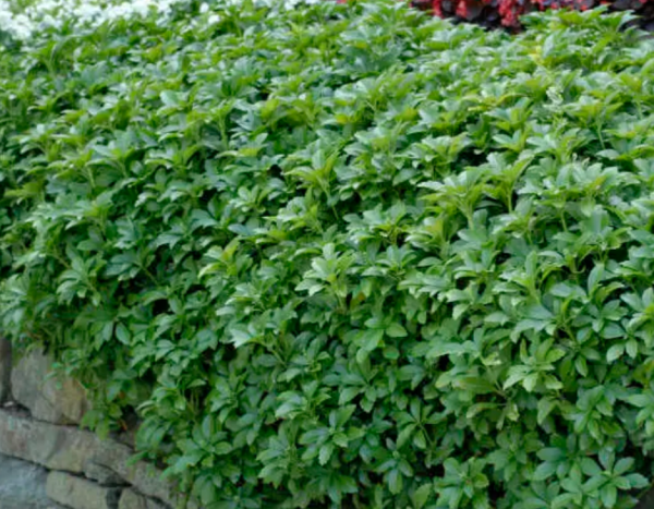 Pachysandra terminalis
