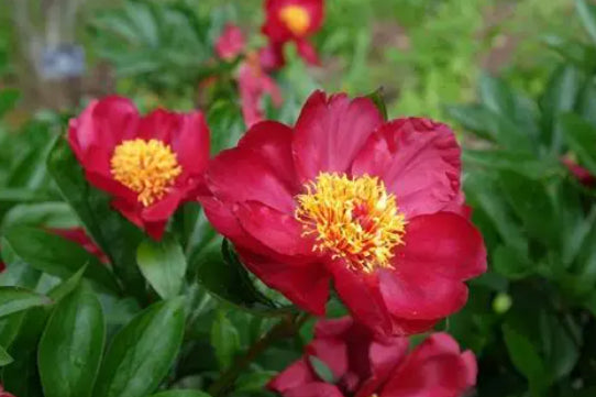 Paeonia Tree Peony Rose Flame