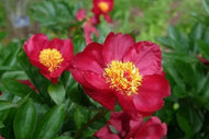 Paeonia Tree Peony Rose Flame