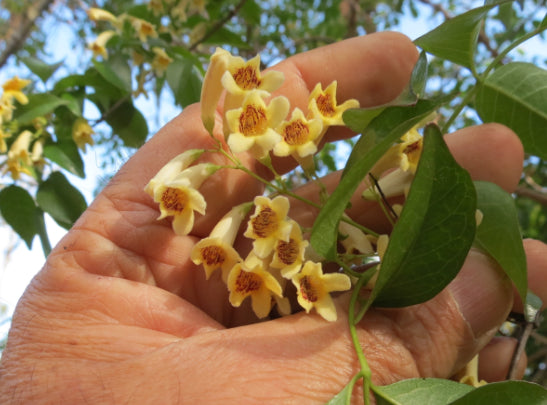 Pandorea pandorana Golden Showers