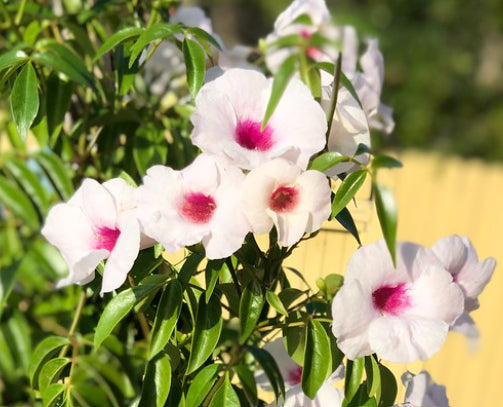 Pandorea jasminnoides Bower of Beauty