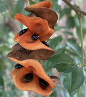 Pararchidendron pruinosum Snow Wood