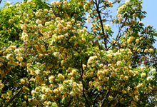 Load image into Gallery viewer, Pararchidendron pruinosum Snow Wood
