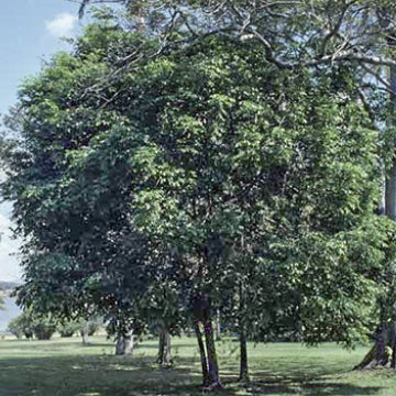 Pararchidendron pruinosum Snow Wood