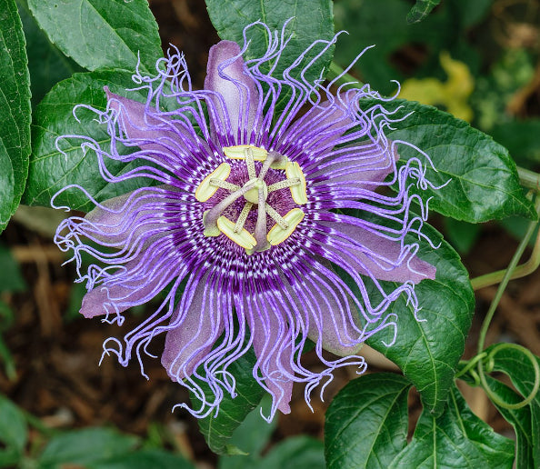 Passiflora spp.  {Passionfruit - Black Pearl}