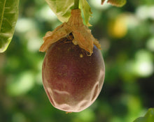 Load image into Gallery viewer, Passiflora spp.  {Passionfruit - Black Pearl}
