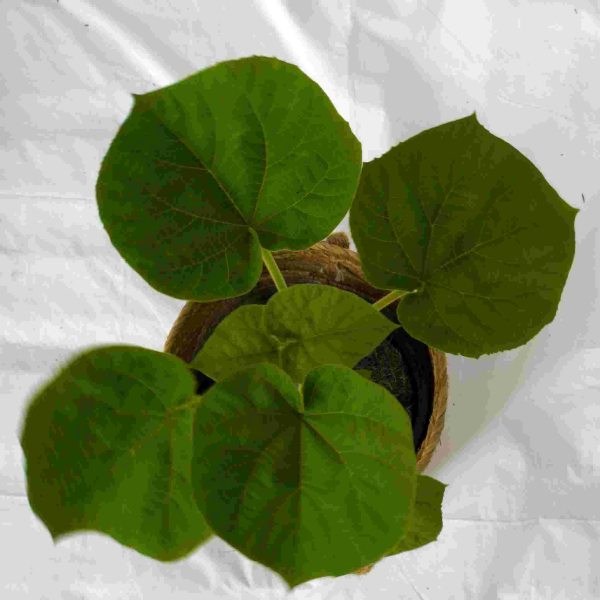 Paulownia tomentosa Empress Tree