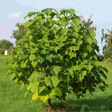 Load image into Gallery viewer, Paulownia tomentosa
