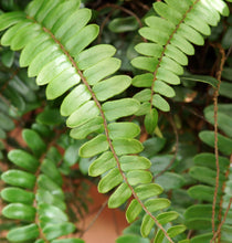 Load image into Gallery viewer, Pellaea falcata
