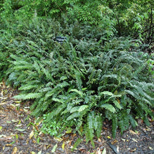 Load image into Gallery viewer, Pellaea falcata
