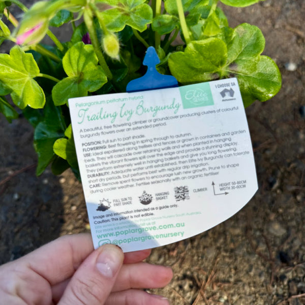 Geranium Elite Ivy Burgundy