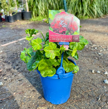 Load image into Gallery viewer, Geranium Elite Ivy Burgundy
