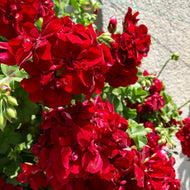 Pelargonium peltatum Great Balls of Fire Dark Red Geranium