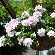 Pelargonium peltatum Great Balls of Fire White Geranium