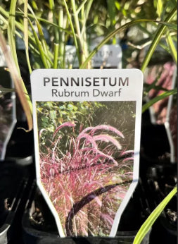 Pennisetum advena Rubrum Dwarf