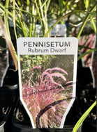Pennisetum advena Rubrum Dwarf
