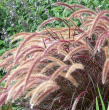 Load image into Gallery viewer, Pennisetum advena Rubrum Dwarf
